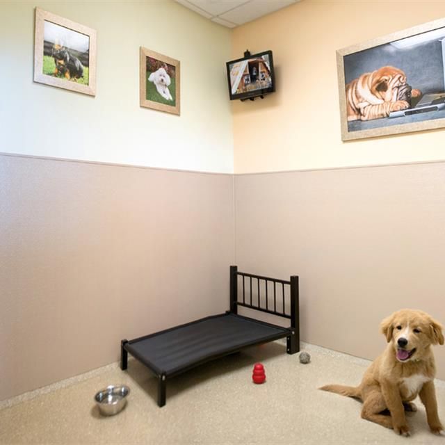 A dog in a neutral-toned room sits near a bed, bowl, and toys; framed dog pictures hang on the walls.