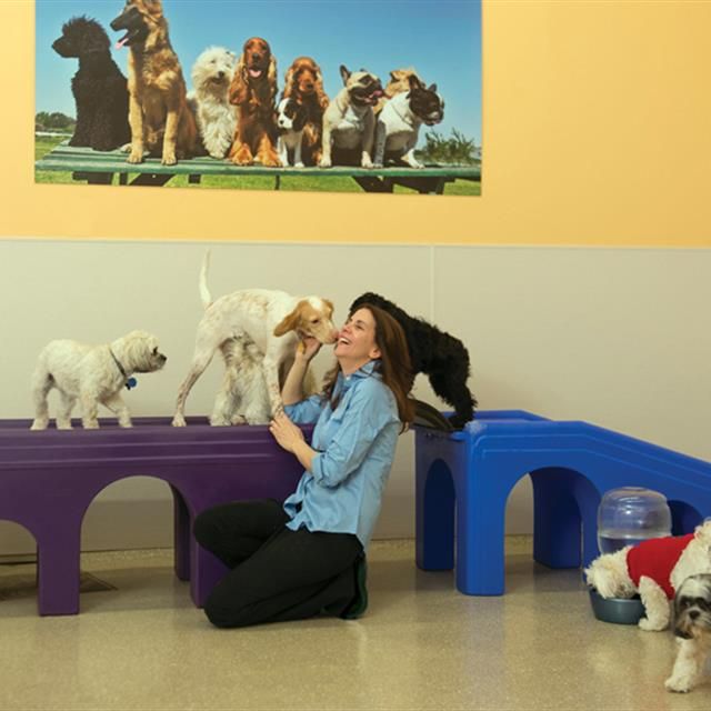 Woman kneels with playful dogs on purple and blue benches, in a room with a dog-themed mural.