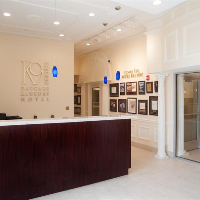 Reception area of K9 Daycare & Luxury Hotel: mahogany desk, cream walls, framed photos, blue pendant lights, and an entrance.