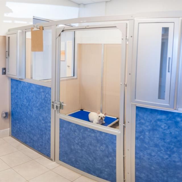Dog in a kennel with blue panels, a blue bed, and metal frame. Beige walls and door.