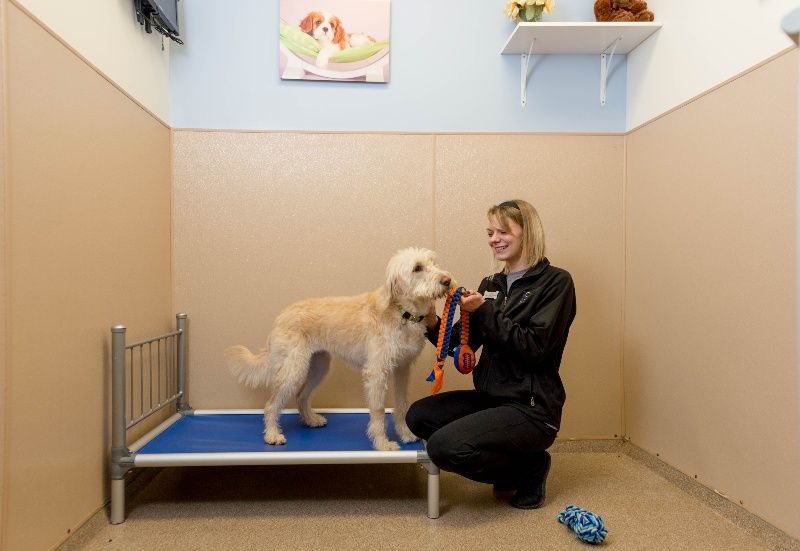 Woman playing with a light-colored dog on a bed in a tan-walled room; painting and shelf above.