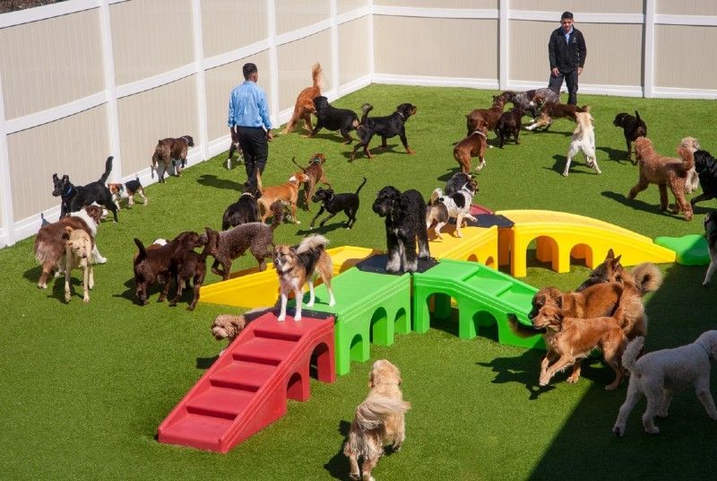Dogs playing in a fenced dog park with two people supervising. Artificial turf with colorful ramps and tunnels.