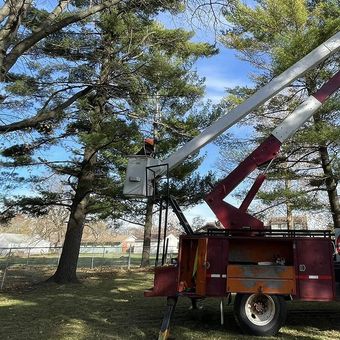 Tree trimming