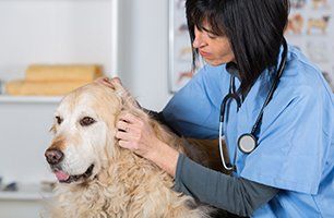 reasonable veterinary care