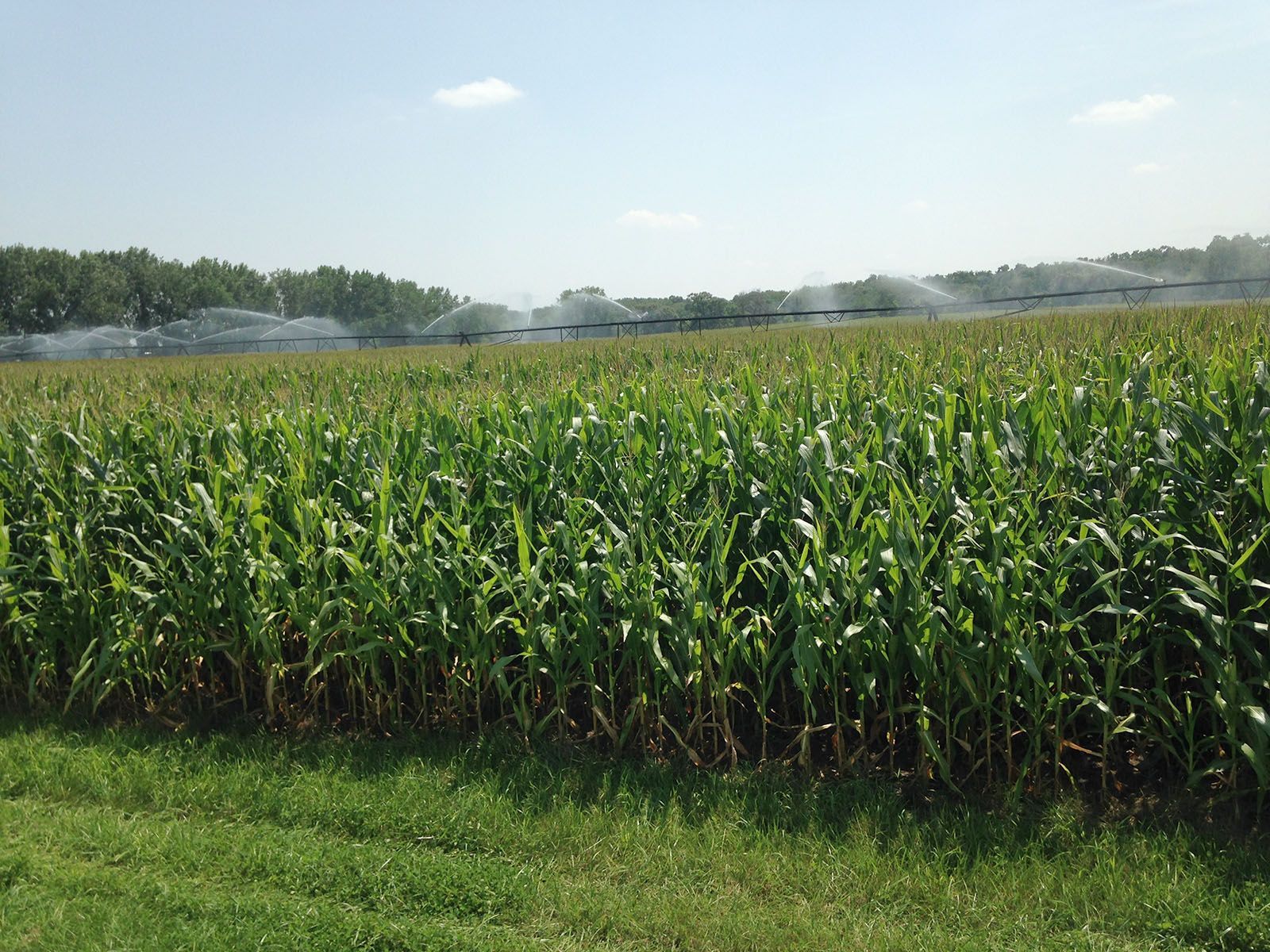 Cornfield in a rural landscape watered by multiple sprinklers