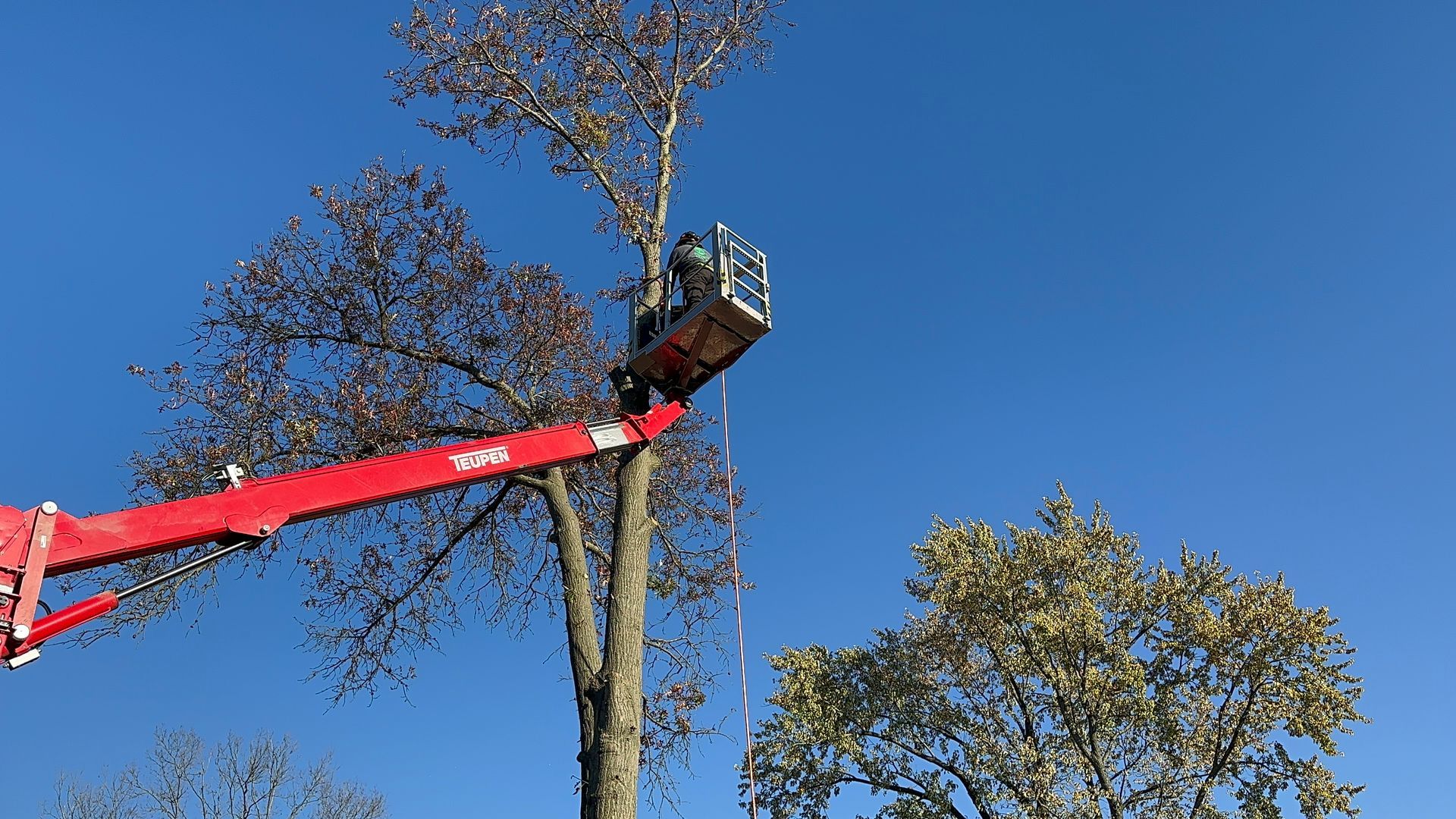 Cherry picker trimming tall tree branches against a blue sky