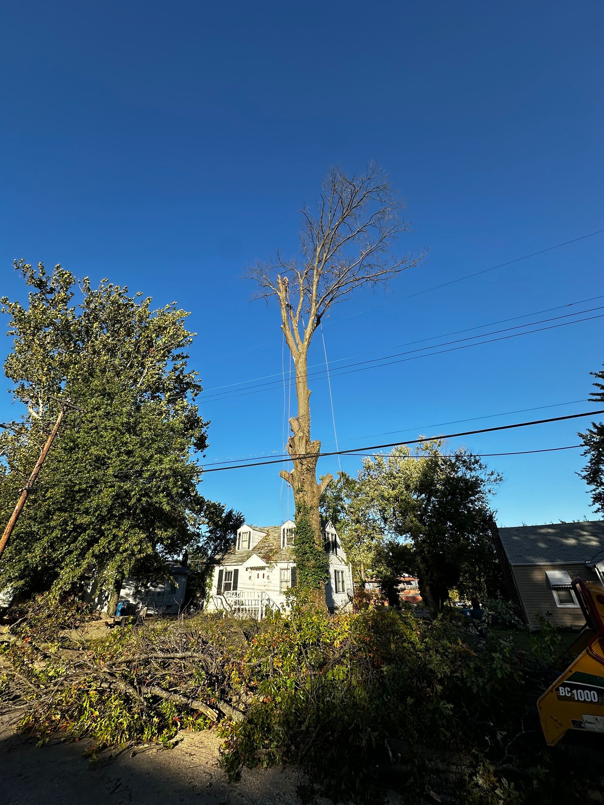A tall, trimmed tree beside a house and power lines under a clear blue sky.