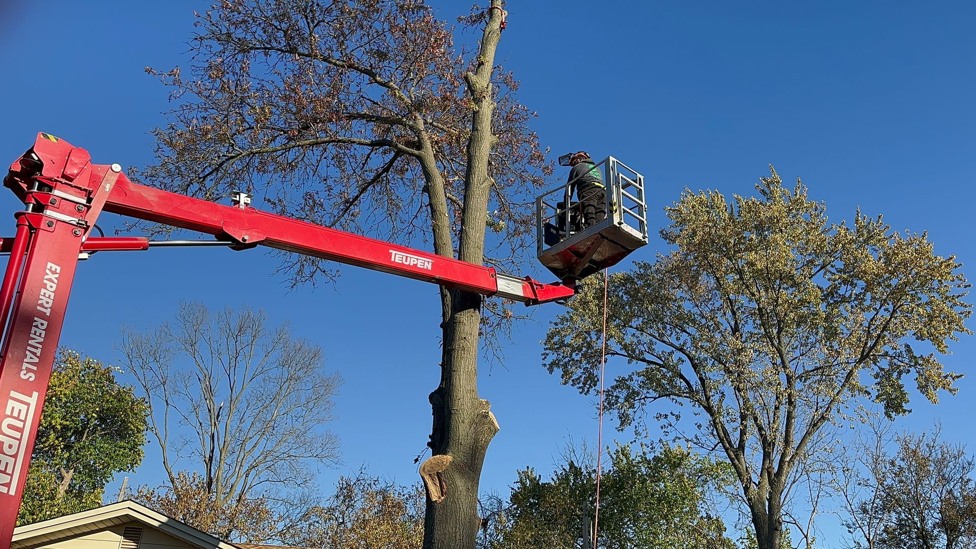 Red crane lifting a worker basket beside a tree being trimmed under a clear blue sky