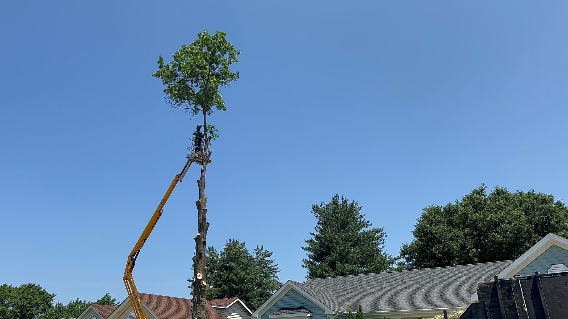 Tree being lifted by crane above suburban rooftops under a clear blue sky.