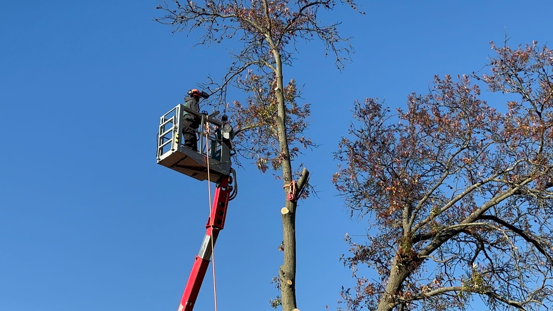 Tree service worker in a cherry picker trimming tall trees against a clear blue sky