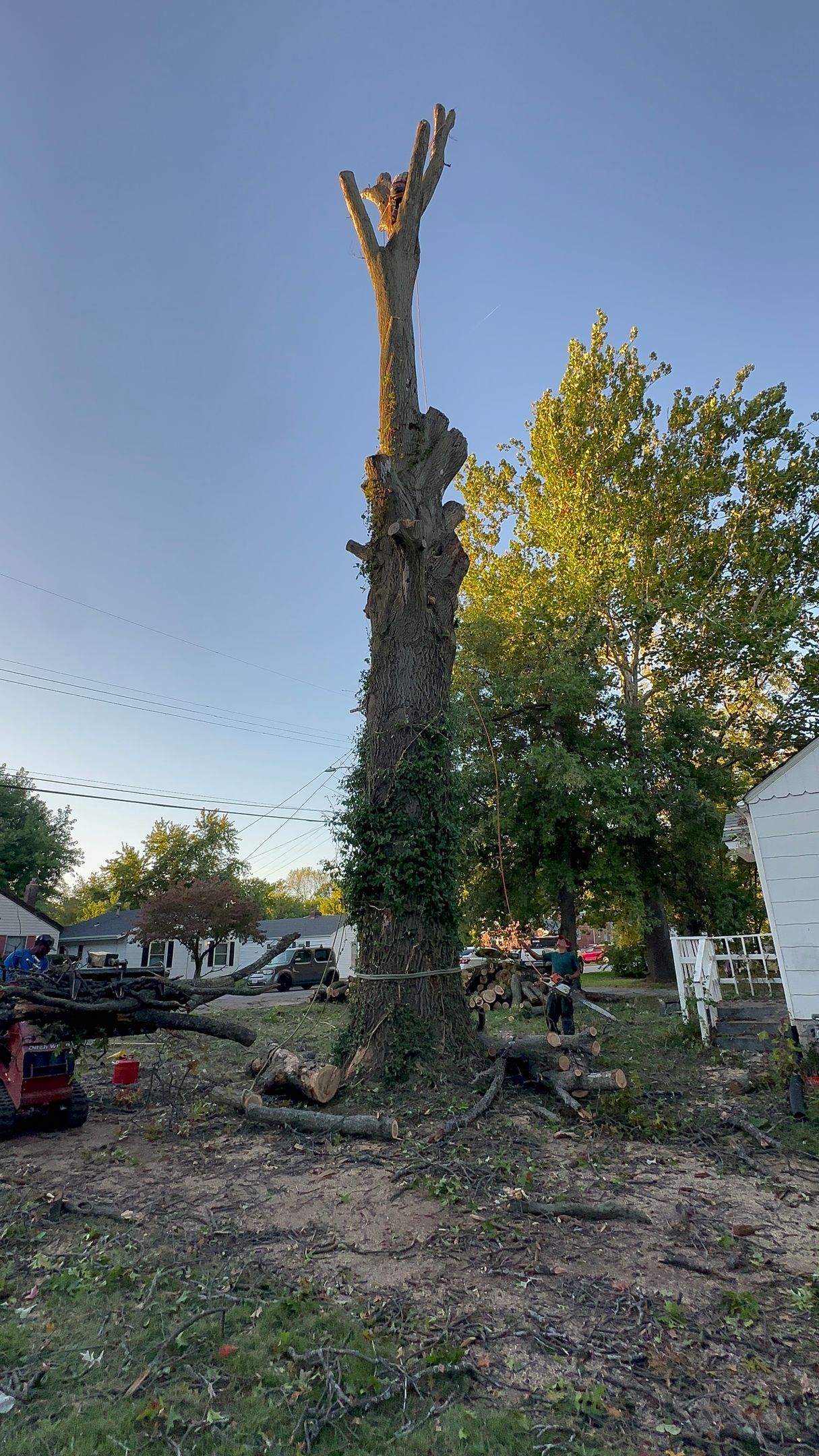 A heavily pruned tree stump in a yard, with green trees and a house in the background.