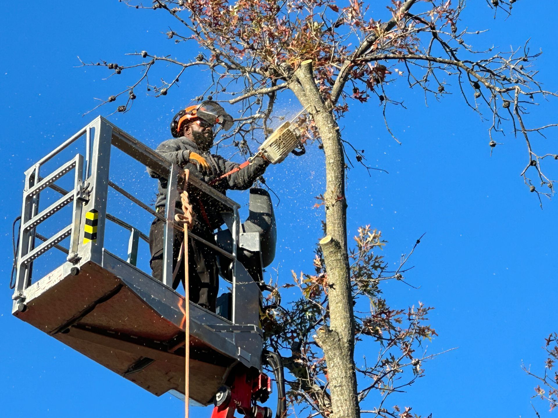 Worker in a cherry picker trimming branches from a tree against a blue sky