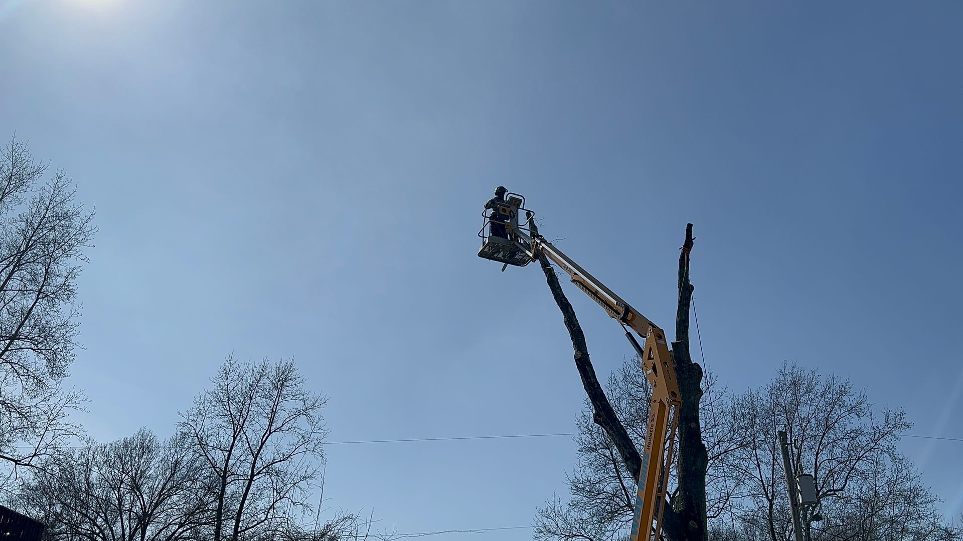 Tree trimmer in a bucket lift cutting a tall bare tree against a blue sky