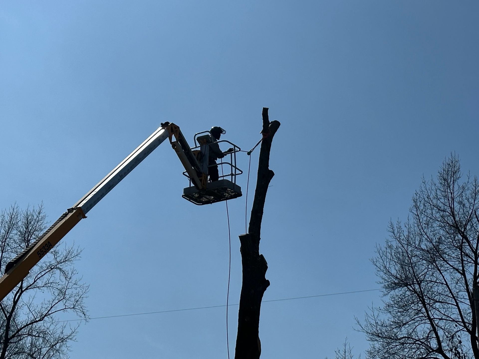 Worker in a bucket lift trimming a tall bare tree against a clear blue sky.