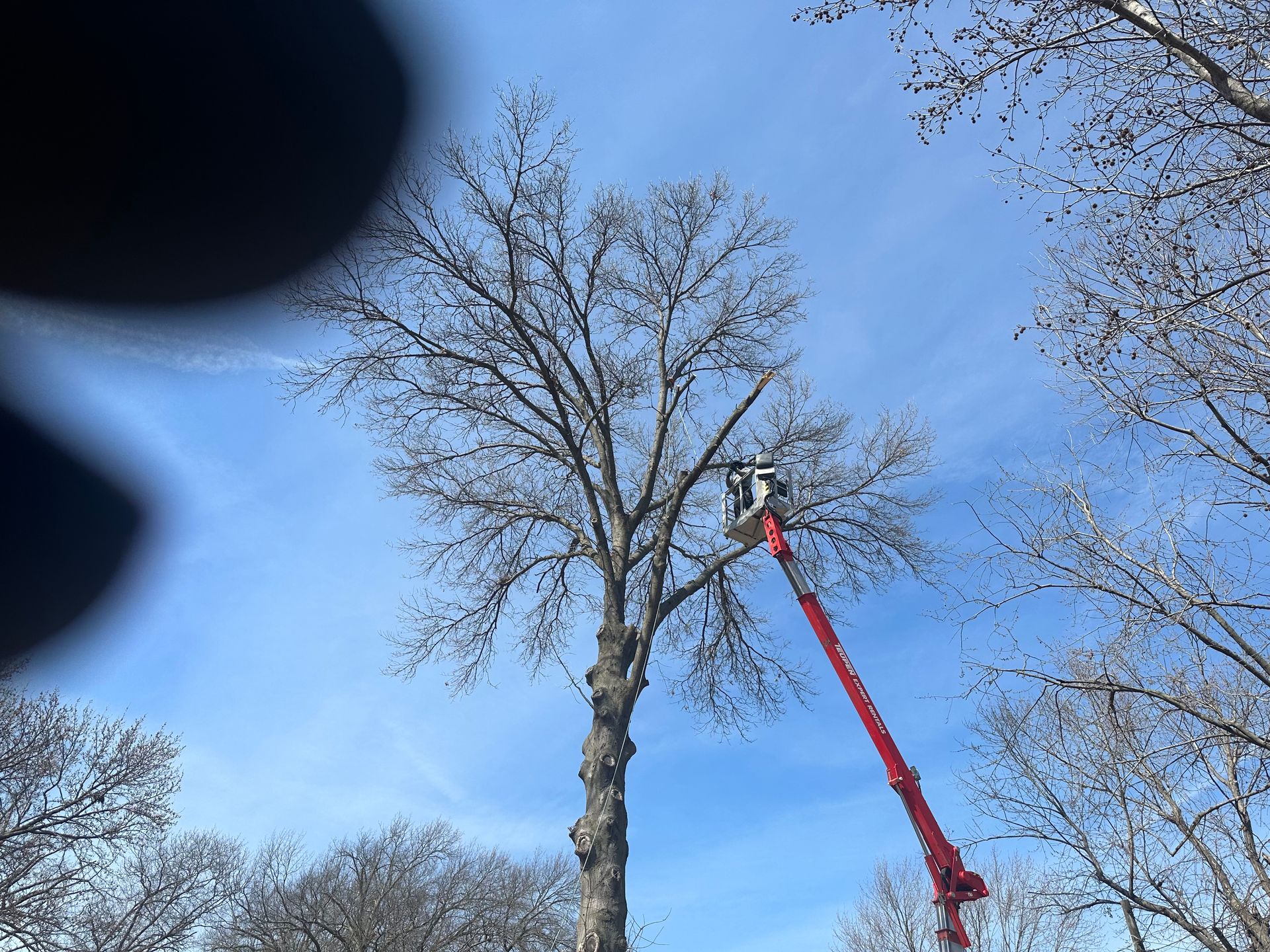 Worker in a red cherry picker trimming a tall leafless tree against a blue sky.