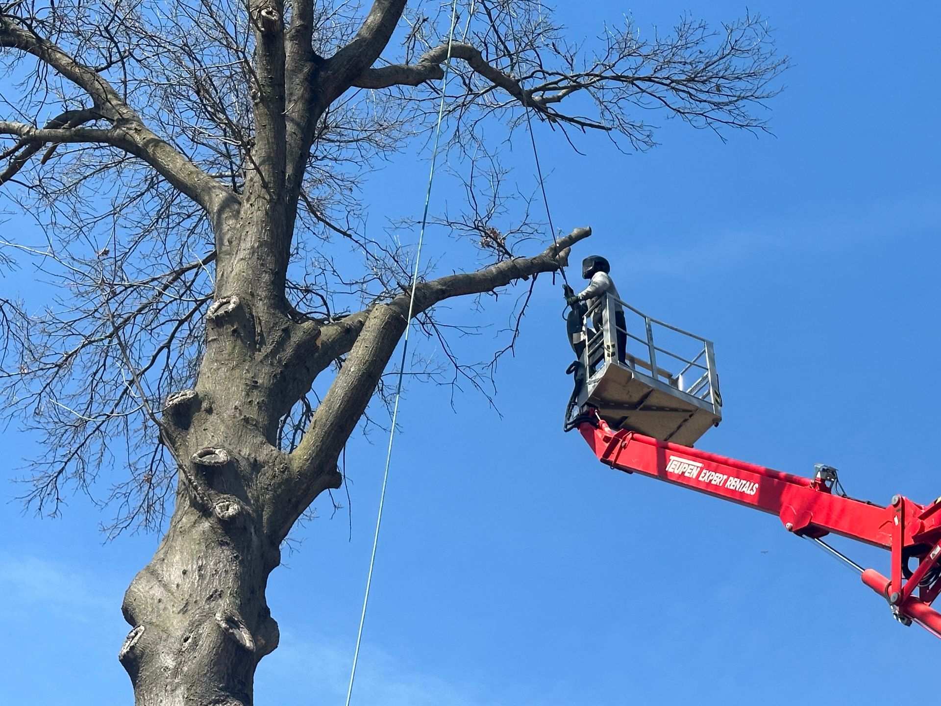 Worker in a red lift trimming a large leafless tree against a blue sky.