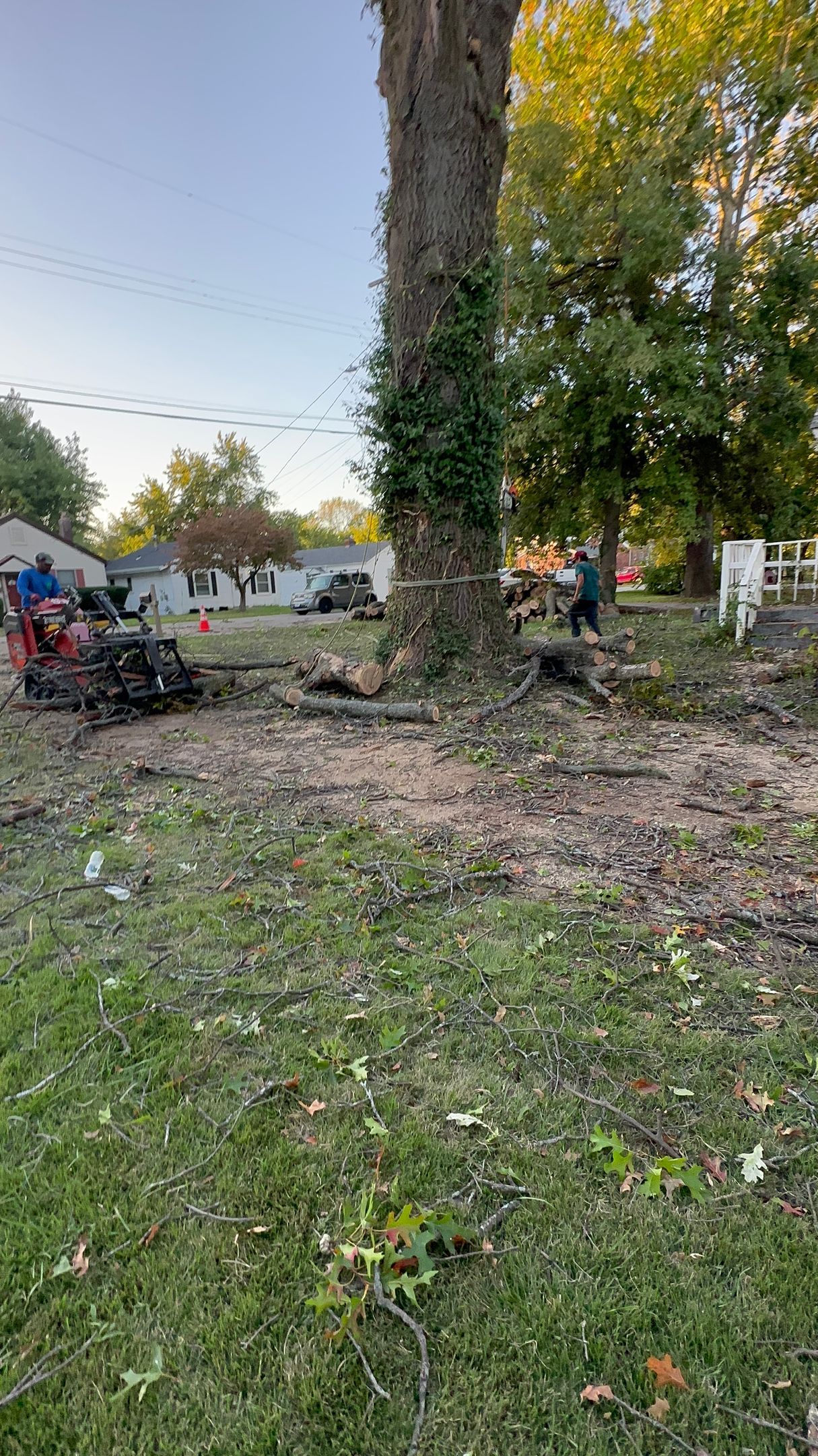 Large tree trunk in a yard with grass, dirt, and people working near tents in the background
