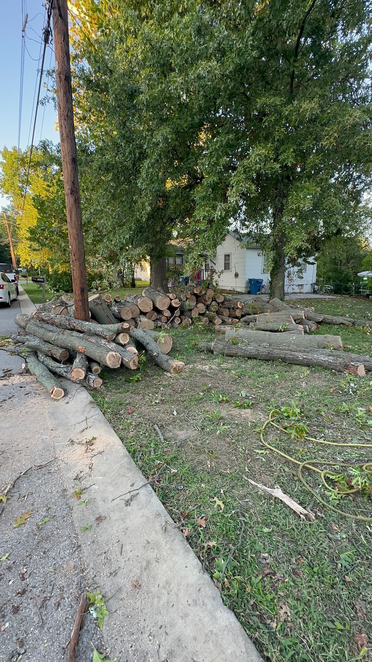 Fallen tree branches piled beside a sidewalk in a leafy residential yard.