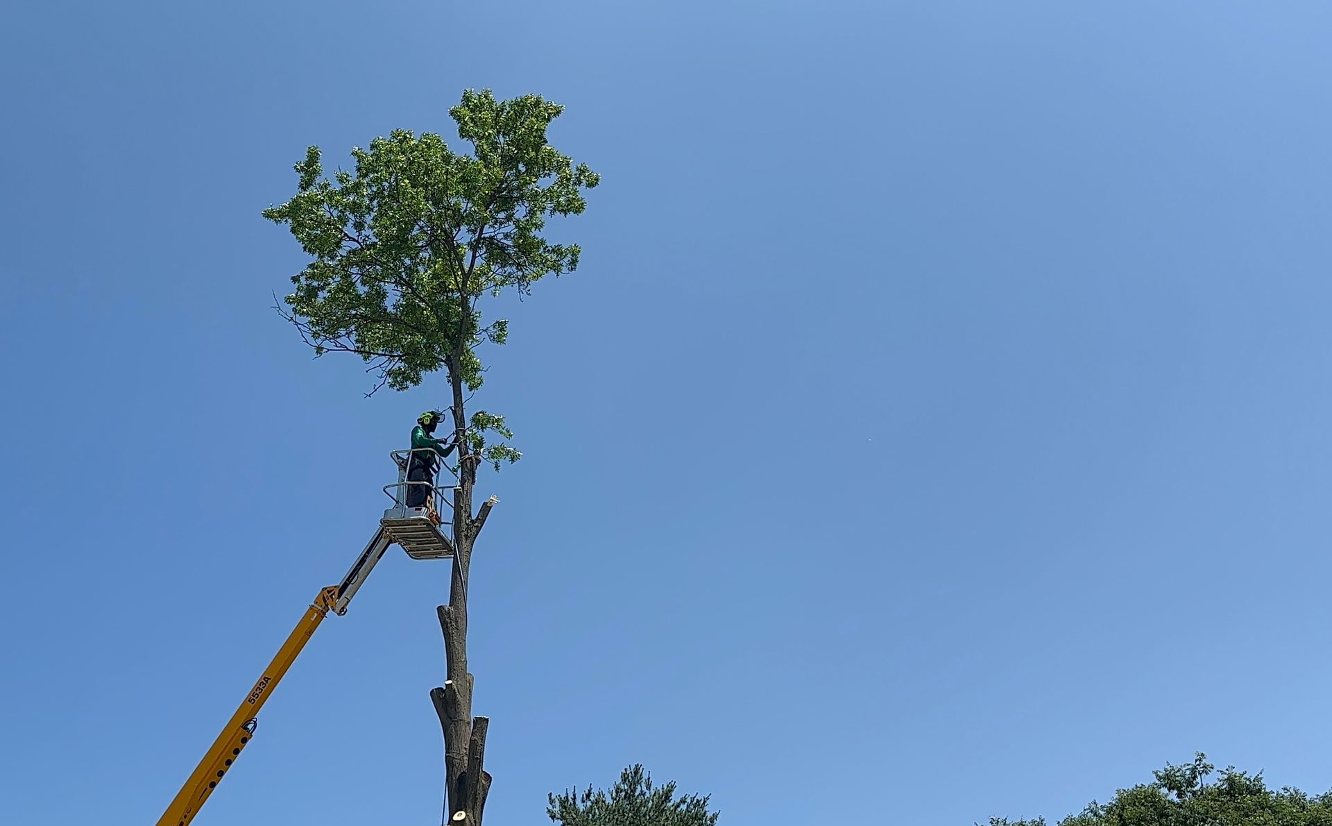 Tree being lifted by a crane against a clear blue sky