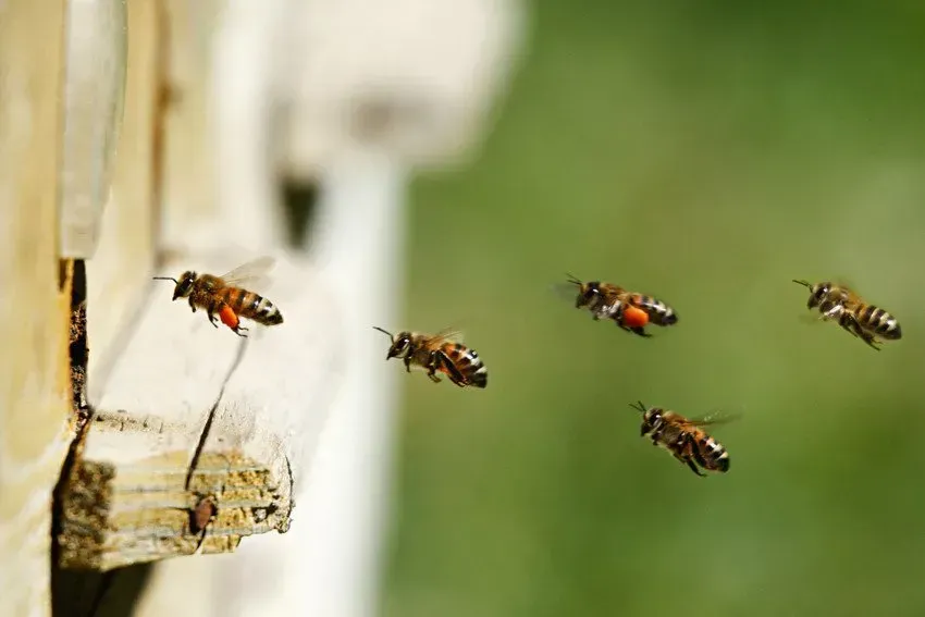 Bees Flying
