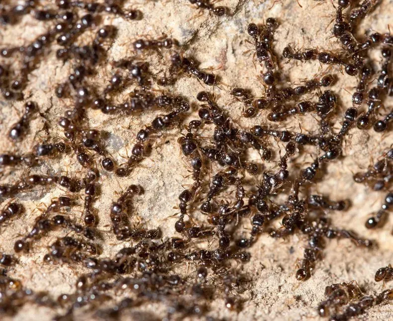 Ants Group