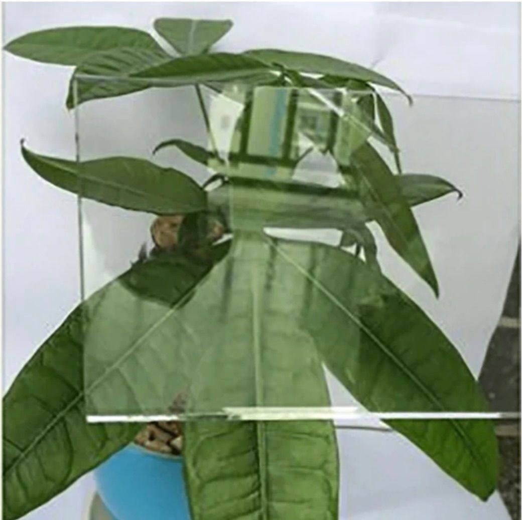 Plant with large green leaves in a blue pot, reflected in glass panels.