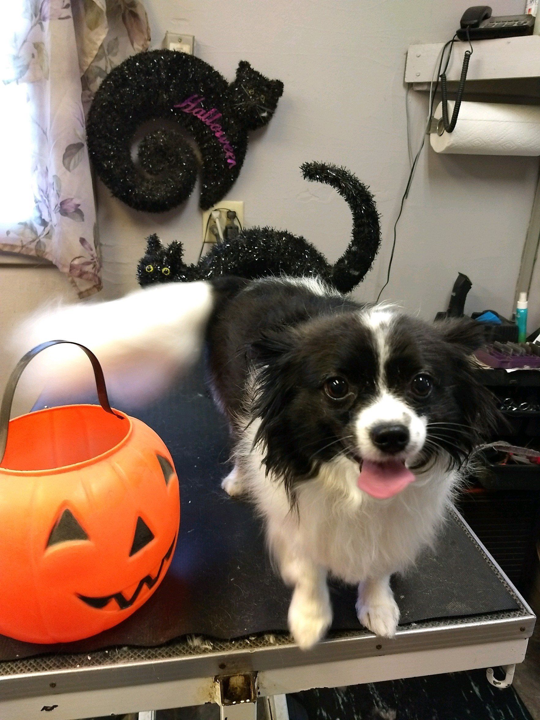 Pet care