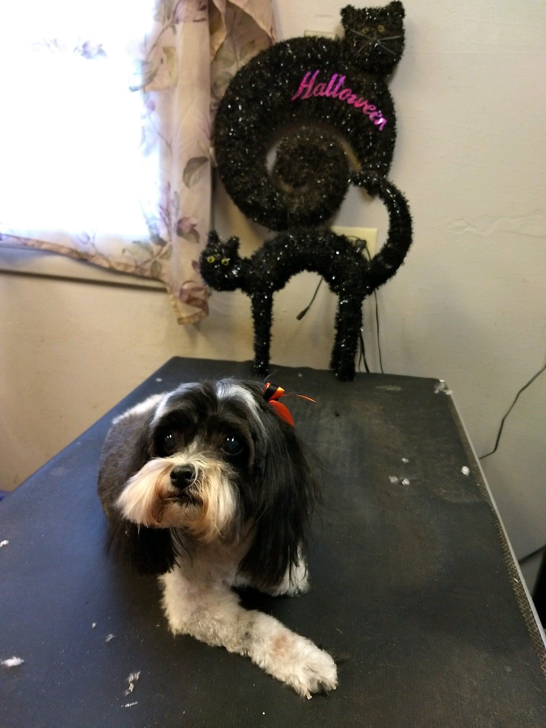 Pet care