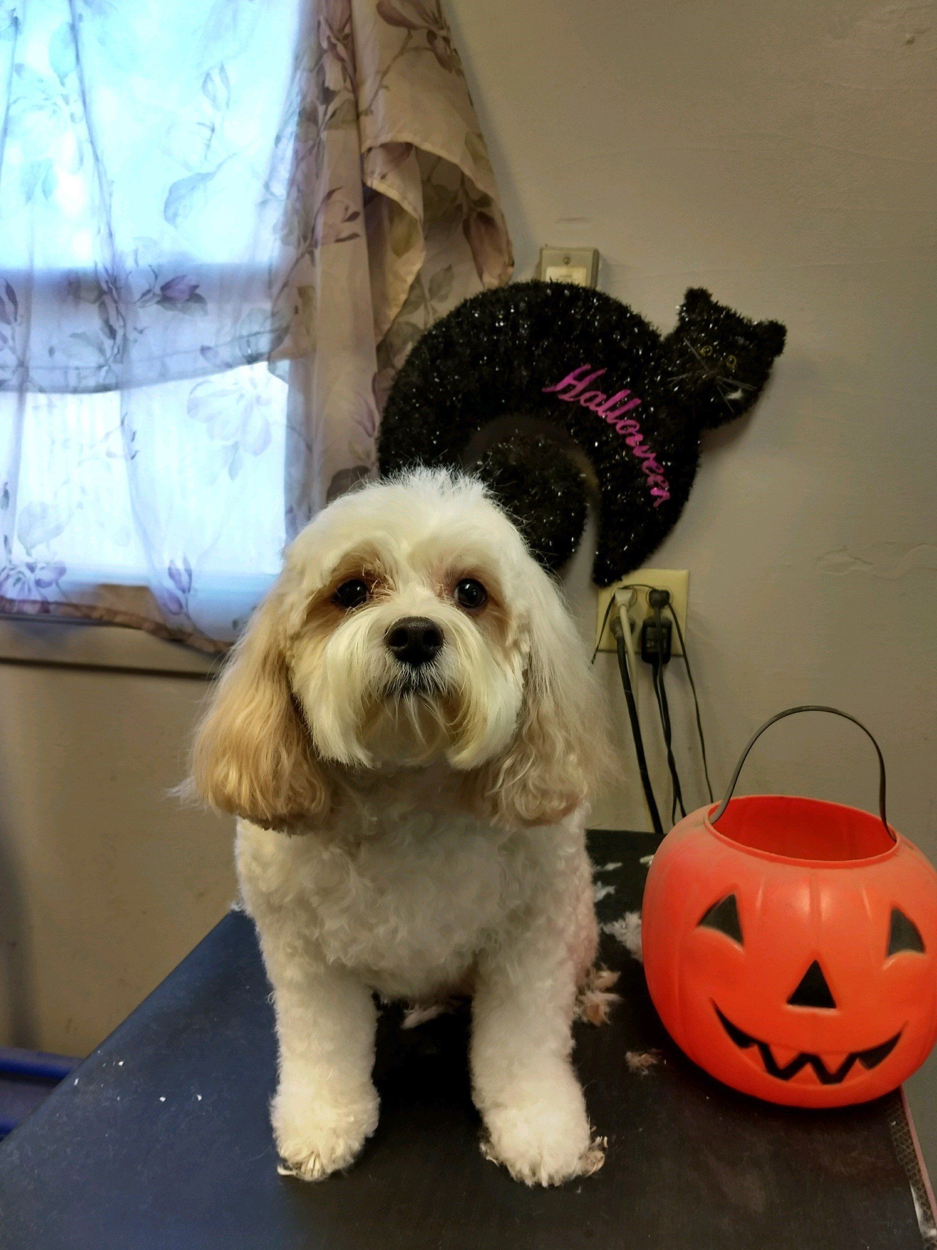Pet care