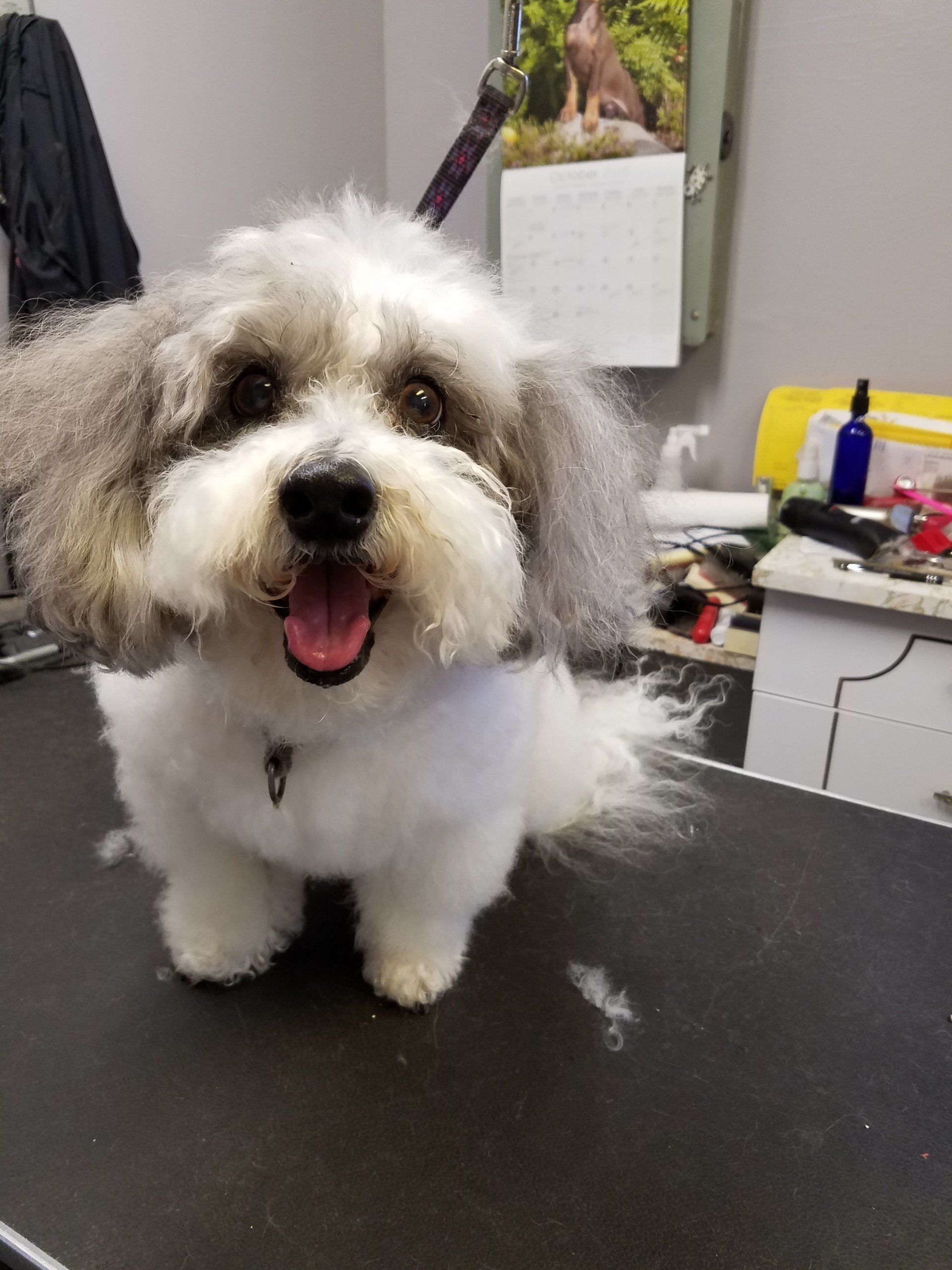 Pet care