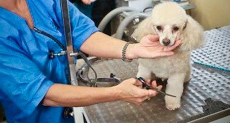 dog grooming fort wayne