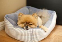 Small dog asleep in dog bed