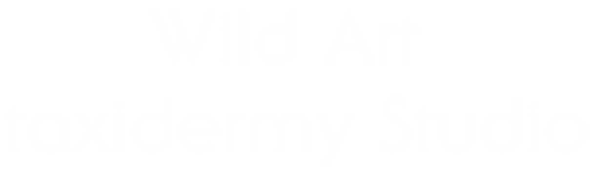 Wild Art taxidermy Studio - Logo