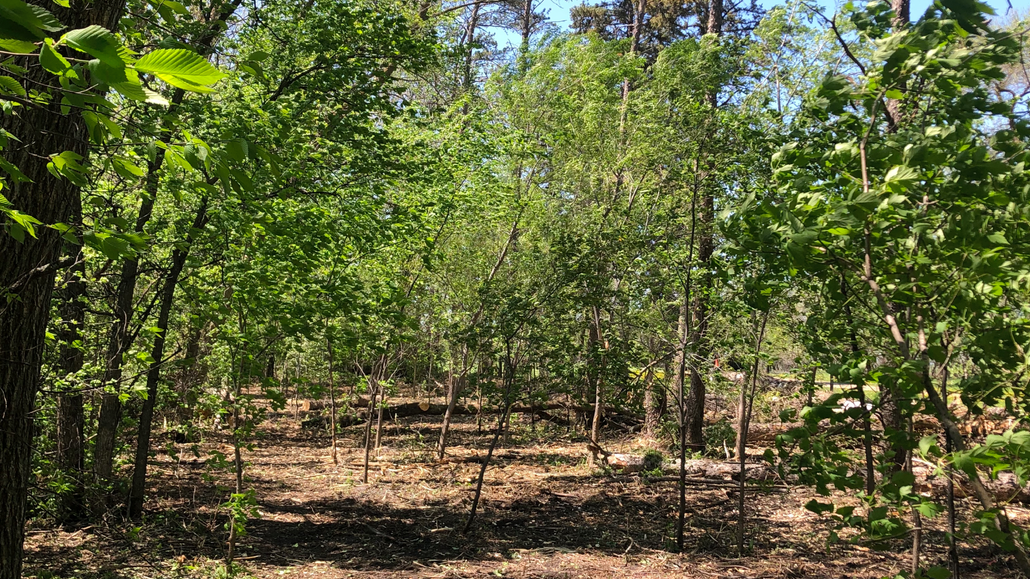Sunlit woodland with green trees and dry leaf-covered ground