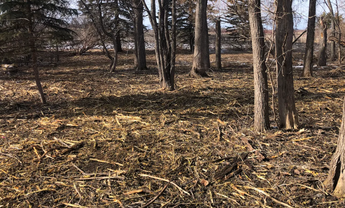 Forest floor with brown leaves, twigs, and bare trees under a clear sky.