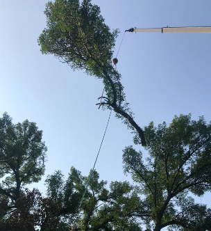 A crane lifts a large tree branch against a blue sky, cutting down a tree.