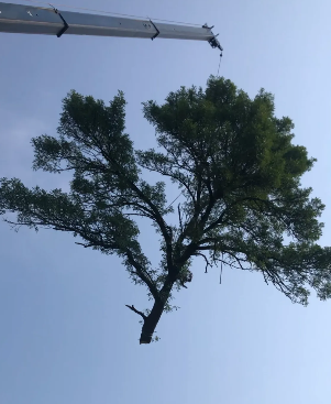 Crane lifting a large tree against a blue sky.