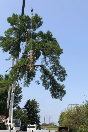A tree being lifted by a crane against a blue sky.
