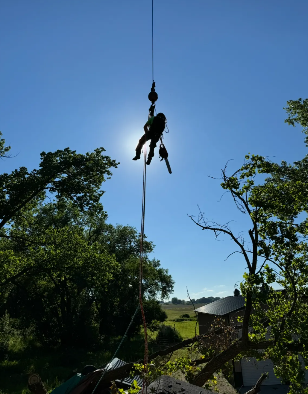 Silhouette of arborist suspended from a rope, cutting tree branches. Bright sun, blue sky.