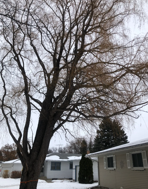 Bare tree with drooping branches, next to a house with snowy ground, overcast sky.