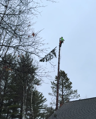 Tree service worker atop a tall tree, cutting branches with a chainsaw on an overcast day.