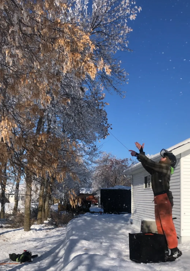 Person reaching up to snow-covered tree, snow falling. Sunny, winter day.