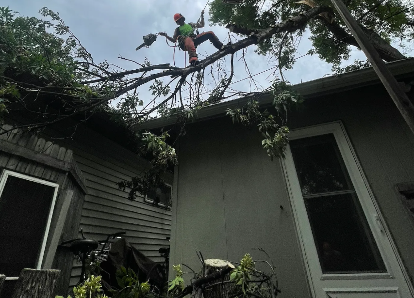 Arborist on a tree branch, cutting limbs near a house. He wears safety gear.