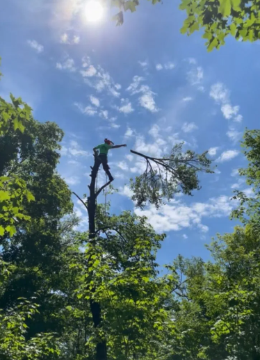 Arborist atop a tree, trimming branches against a bright blue sky.