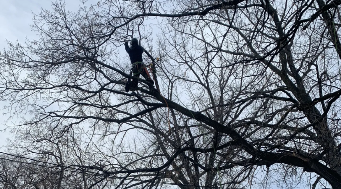 Person using a chainsaw in a tree, cloudy sky visible through branches.