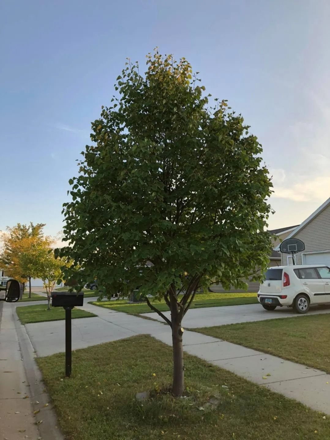A young, leafy green tree standing in a suburban front yard next to a driveway with a white car.