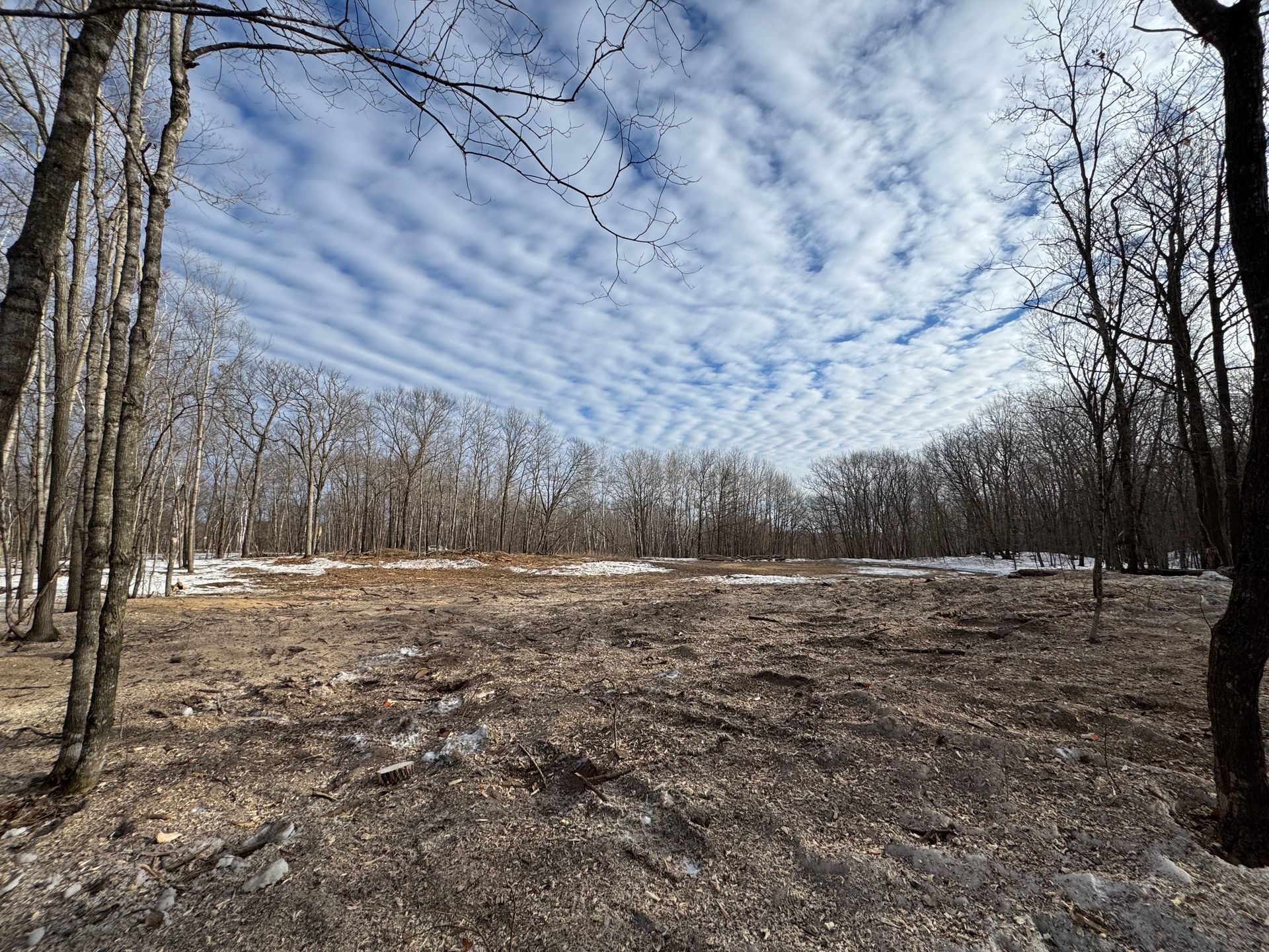 A clearing with patches of melting snow is surrounded by a forest of bare trees under a bright, cloud-filled blue sky.