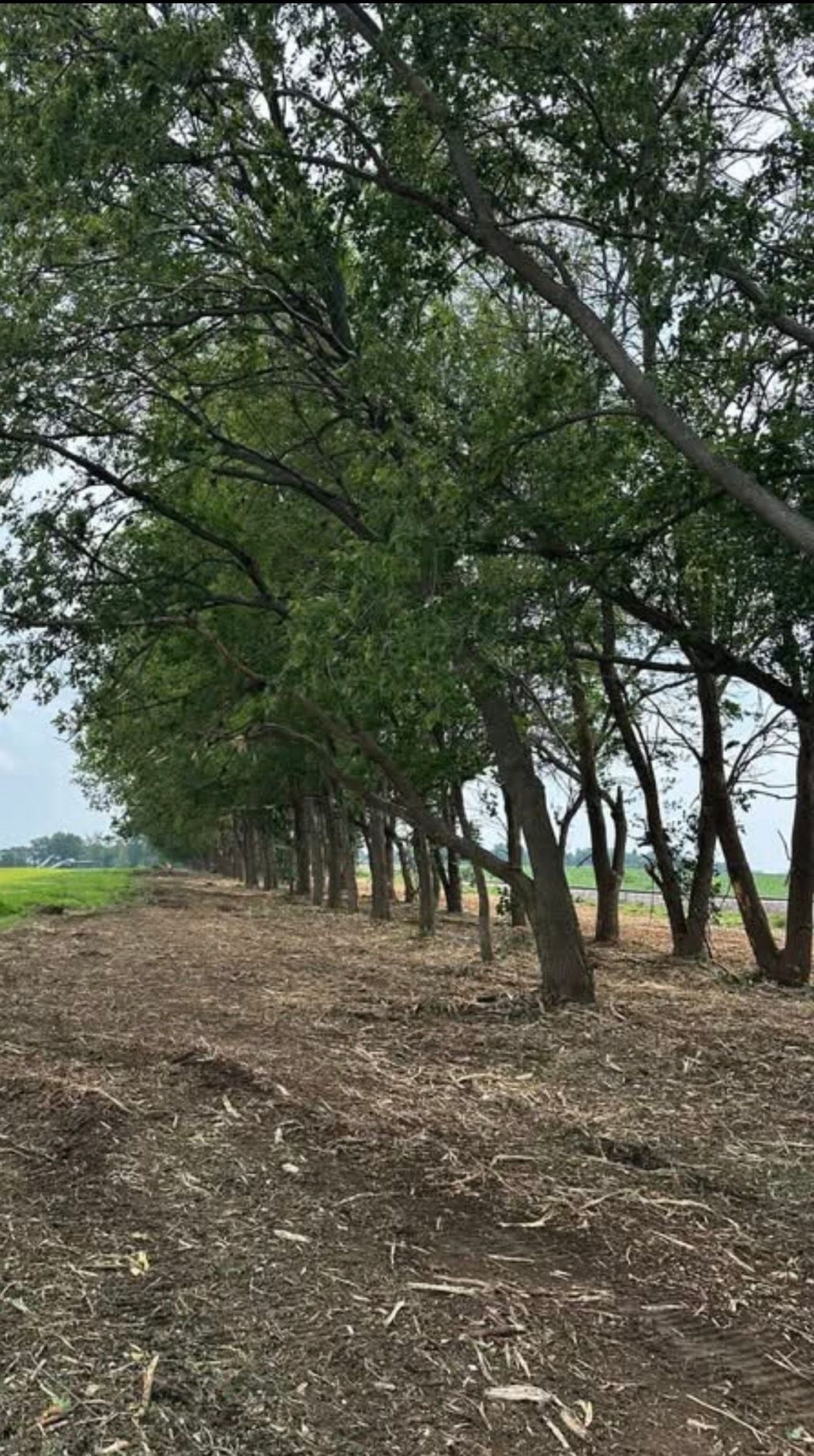 Tree-lined dirt path through a rural field, with dense green foliage overhead.