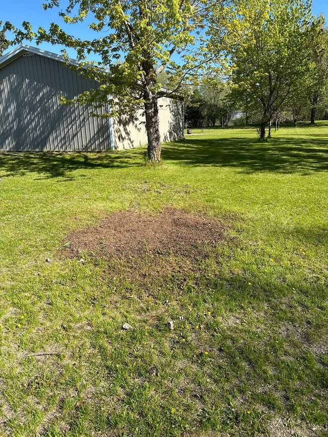 A grassy lawn with a cluster of fallen leaves in the foreground and a shed partially obscured by trees in the background.