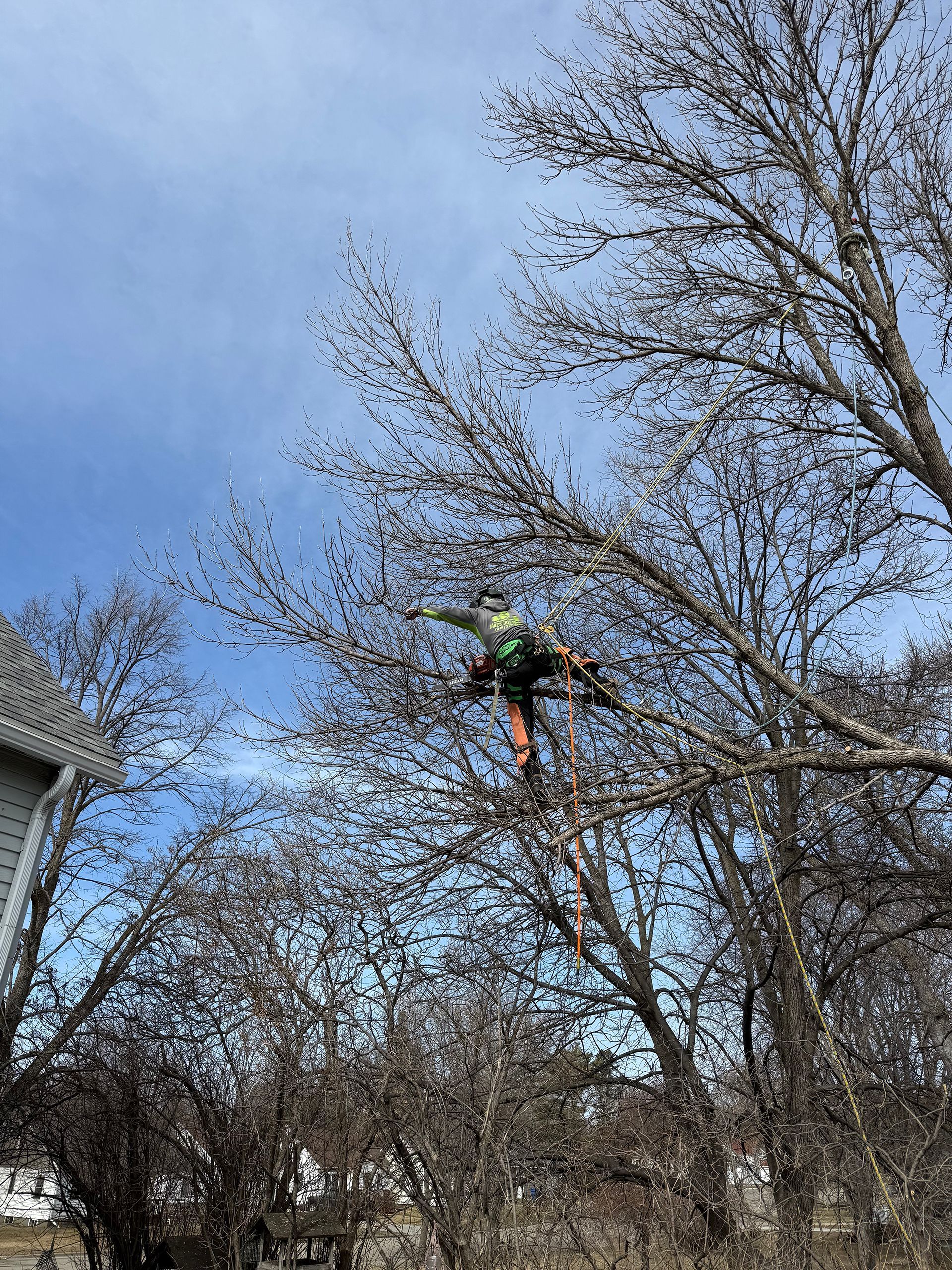 A person in high-visibility gear climbs a bare tree to perform maintenance, secured by climbing ropes.